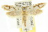  ( - CCDB-15796-F04)  @11 [ ] CreativeCommons - Attribution (2011) ANIC/CBG Photography Group Centre for Biodiversity Genomics