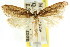 ( - CCDB-15796-F07)  @11 [ ] CreativeCommons - Attribution (2011) ANIC/CBG Photography Group Centre for Biodiversity Genomics