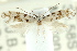  (Incurvariid sp. ANIC11 - CCDB-15797-F12)  @11 [ ] CreativeCommons - Attribution (2011) ANIC/CBG Photography Group Centre for Biodiversity Genomics