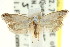  (Diociophila sp. ANIC1 - CCDB-15797-G08)  @11 [ ] CreativeCommons - Attribution (2011) ANIC/CBG Photography Group Centre for Biodiversity Genomics