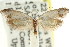  (Diociophila sp. ANIC3 - CCDB-15797-H01)  @11 [ ] CreativeCommons - Attribution (2011) ANIC/CBG Photography Group Centre for Biodiversity Genomics