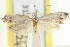  (Diociophila sp. ANIC4 - CCDB-15797-H02)  @11 [ ] CreativeCommons - Attribution (2011) ANIC/CBG Photography Group Centre for Biodiversity Genomics