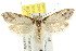  ( - CCDB-15798-B05)  @11 [ ] CreativeCommons - Attribution (2011) ANIC/CBG Photography Group Centre for Biodiversity Genomics