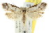  ( - CCDB-15798-B06)  @13 [ ] CreativeCommons - Attribution (2011) ANIC/CBG Photography Group Centre for Biodiversity Genomics
