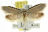  ( - CCDB-15798-C09)  @12 [ ] CreativeCommons - Attribution (2011) ANIC/CBG Photography Group Centre for Biodiversity Genomics