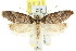  (Philobota ennephela - CCDB-15798-F07)  @14 [ ] CreativeCommons - Attribution (2011) ANIC/CBG Photography Group Centre for Biodiversity Genomics