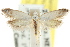  (Diociophila sp. ANIC8 - CCDB-15799-A01)  @11 [ ] CreativeCommons - Attribution (2011) ANIC/CBG Photography Group Centre for Biodiversity Genomics