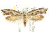  (Dascia sagittifera - CCDB-15799-B07)  @11 [ ] CreativeCommons - Attribution (2011) ANIC/CBG Photography Group Centre for Biodiversity Genomics