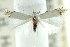  (Lyonetiid sp. ANIC1 - CCDB-15799-C03)  @11 [ ] CreativeCommons - Attribution (2011) ANIC/CBG Photography Group Centre for Biodiversity Genomics