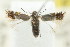  (Lyonetiid sp. ANIC2 - CCDB-15799-C05)  @11 [ ] CreativeCommons - Attribution (2011) ANIC/CBG Photography Group Centre for Biodiversity Genomics