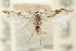  (Lyonetiid sp. ANIC3 - CCDB-15799-C07)  @11 [ ] CreativeCommons - Attribution (2011) ANIC/CBG Photography Group Centre for Biodiversity Genomics