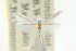  (Lyonetiid sp. ANIC5 - CCDB-15799-C10)  @11 [ ] CreativeCommons - Attribution (2011) ANIC/CBG Photography Group Centre for Biodiversity Genomics