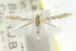 ( - CCDB-15799-C12)  @11 [ ] CreativeCommons - Attribution (2011) ANIC/CBG Photography Group Centre for Biodiversity Genomics