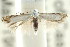  ( - CCDB-15799-D11)  @11 [ ] CreativeCommons - Attribution (2011) ANIC/CBG Photography Group Centre for Biodiversity Genomics