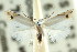  (Leucoptera sp. ANIC1 - CCDB-15799-G02)  @11 [ ] CreativeCommons - Attribution (2011) ANIC/CBG Photography Group Centre for Biodiversity Genomics