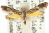  ( - CCDB-15799-H08)  @11 [ ] CreativeCommons - Attribution (2011) ANIC/CBG Photography Group Centre for Biodiversity Genomics