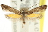  ( - CCDB-15799-H09)  @11 [ ] CreativeCommons - Attribution (2011) ANIC/CBG Photography Group Centre for Biodiversity Genomics