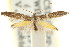  ( - CCDB-15799-H10)  @11 [ ] CreativeCommons - Attribution (2011) ANIC/CBG Photography Group Centre for Biodiversity Genomics