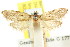  ( - CCDB-15800-C02)  @11 [ ] CreativeCommons - Attribution (2011) ANIC/CBG Photography Group Centre for Biodiversity Genomics