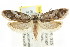  (Philobota sp. ANIC90 - CCDB-15800-C05)  @12 [ ] CreativeCommons - Attribution (2011) ANIC/CBG Photography Group Centre for Biodiversity Genomics