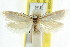  ( - CCDB-15800-C12)  @11 [ ] CreativeCommons - Attribution (2011) ANIC/CBG Photography Group Centre for Biodiversity Genomics