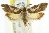  ( - CCDB-15800-D02)  @13 [ ] CreativeCommons - Attribution (2011) ANIC/CBG Photography Group Centre for Biodiversity Genomics