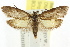 ( - CCDB-15800-D03)  @13 [ ] CreativeCommons - Attribution (2011) ANIC/CBG Photography Group Centre for Biodiversity Genomics