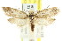  ( - CCDB-15800-E04)  @14 [ ] CreativeCommons - Attribution (2011) ANIC/CBG Photography Group Centre for Biodiversity Genomics