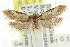  ( - CCDB-15800-E12)  @11 [ ] CreativeCommons - Attribution (2011) ANIC/CBG Photography Group Centre for Biodiversity Genomics