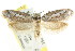 ( - CCDB-15800-G08)  @14 [ ] CreativeCommons - Attribution (2011) ANIC/CBG Photography Group Centre for Biodiversity Genomics
