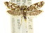  ( - CCDB-15801-A08)  @11 [ ] CreativeCommons - Attribution (2011) ANIC/CBG Photography Group Centre for Biodiversity Genomics