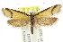  ( - CCDB-15801-C10)  @11 [ ] CreativeCommons - Attribution (2011) ANIC/CBG Photography Group Centre for Biodiversity Genomics