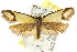  (Philobota ancylotoxa - CCDB-15801-D05)  @15 [ ] CreativeCommons - Attribution (2011) ANIC/CBG Photography Group Centre for Biodiversity Genomics