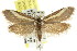  (Philobota chrysopotama - CCDB-15801-E03)  @14 [ ] CreativeCommons - Attribution (2011) ANIC/CBG Photography Group Centre for Biodiversity Genomics