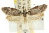  ( - CCDB-15801-F11)  @11 [ ] CreativeCommons - Attribution (2011) ANIC/CBG Photography Group Centre for Biodiversity Genomics