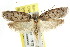  ( - CCDB-15801-G03)  @13 [ ] CreativeCommons - Attribution (2011) ANIC/CBG Photography Group Centre for Biodiversity Genomics