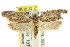  ( - CCDB-15801-G06)  @13 [ ] CreativeCommons - Attribution (2011) ANIC/CBG Photography Group Centre for Biodiversity Genomics