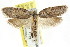  ( - CCDB-15801-G07)  @13 [ ] CreativeCommons - Attribution (2011) ANIC/CBG Photography Group Centre for Biodiversity Genomics
