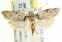  ( - CCDB-15801-H04)  @11 [ ] CreativeCommons - Attribution (2011) ANIC/CBG Photography Group Centre for Biodiversity Genomics