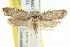  (Philobota sp. ANIC123 - CCDB-15801-H07)  @14 [ ] CreativeCommons - Attribution (2011) ANIC/CBG Photography Group Centre for Biodiversity Genomics