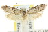 ( - CCDB-15802-B02)  @13 [ ] CreativeCommons - Attribution (2011) ANIC/CBG Photography Group Centre for Biodiversity Genomics