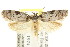  (Philobota sp. ANIC134 - CCDB-15802-B04)  @13 [ ] CreativeCommons - Attribution (2011) ANIC/CBG Photography Group Centre for Biodiversity Genomics