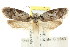  ( - CCDB-15802-C09)  @12 [ ] CreativeCommons - Attribution (2011) ANIC/CBG Photography Group Centre for Biodiversity Genomics