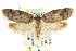  ( - CCDB-15802-C10)  @13 [ ] CreativeCommons - Attribution (2011) ANIC/CBG Photography Group Centre for Biodiversity Genomics