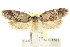  ( - CCDB-15802-D05)  @12 [ ] CreativeCommons - Attribution (2011) ANIC/CBG Photography Group Centre for Biodiversity Genomics