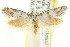  ( - CCDB-15802-E01)  @13 [ ] CreativeCommons - Attribution (2011) ANIC/CBG Photography Group Centre for Biodiversity Genomics