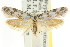  ( - CCDB-15802-E02)  @13 [ ] CreativeCommons - Attribution (2011) ANIC/CBG Photography Group Centre for Biodiversity Genomics