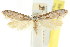  ( - CCDB-15802-E07)  @11 [ ] CreativeCommons - Attribution (2011) ANIC/CBG Photography Group Centre for Biodiversity Genomics
