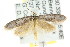  (Philobota silignias - CCDB-15802-E08)  @13 [ ] CreativeCommons - Attribution (2011) ANIC/CBG Photography Group Centre for Biodiversity Genomics