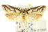  ( - CCDB-15802-F08)  @13 [ ] CreativeCommons - Attribution (2011) ANIC/CBG Photography Group Centre for Biodiversity Genomics